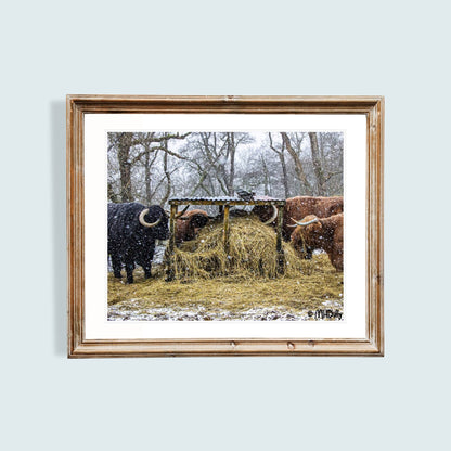 Cows lunching in the Highland Snow