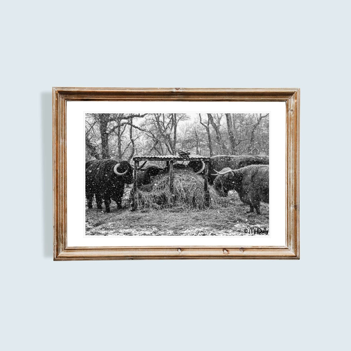 Cows lunching in the Highland Snow