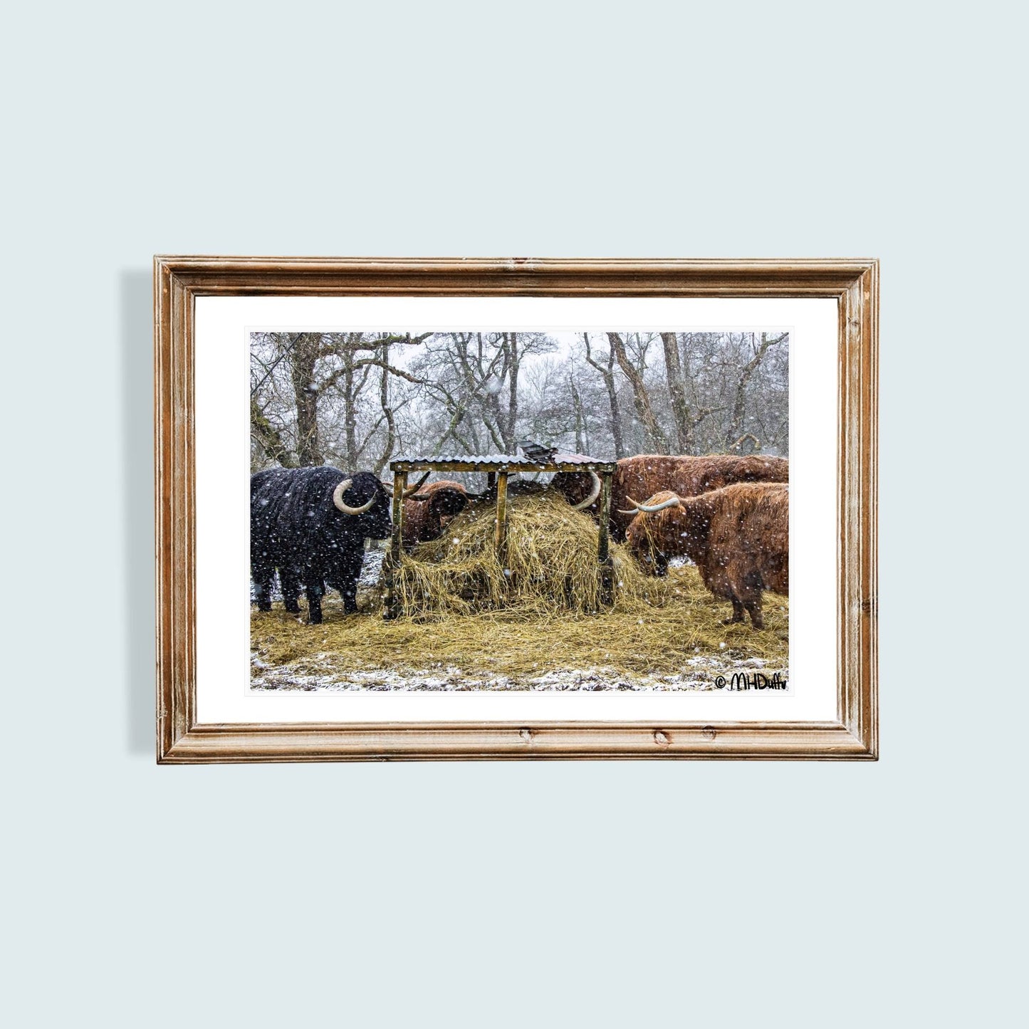 Cows lunching in the Highland Snow