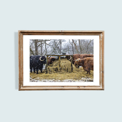 Cows lunching in the Highland Snow